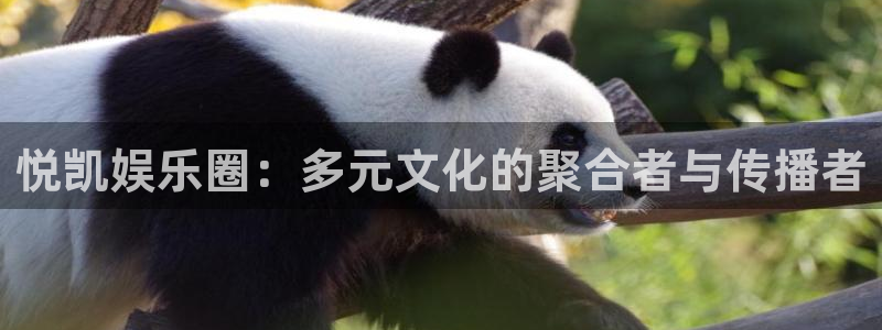 新宝gg一键登录：悦凯娱乐圈：多元文化的聚合者与传播者
